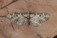 Eupithecia irriguata eriguata
