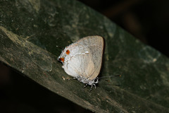 Siderus leucophaeus