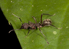 Dolichoderus decollatus