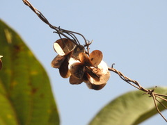 Dioscorea oppositifolia