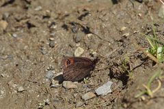Erebia triarius