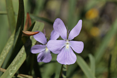 Viola cornuta