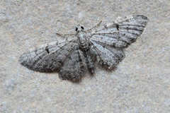 Eupithecia distinctaria