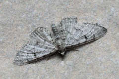 Eupithecia distinctaria