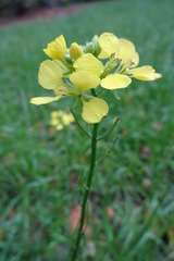 Rhamphospermum arvense