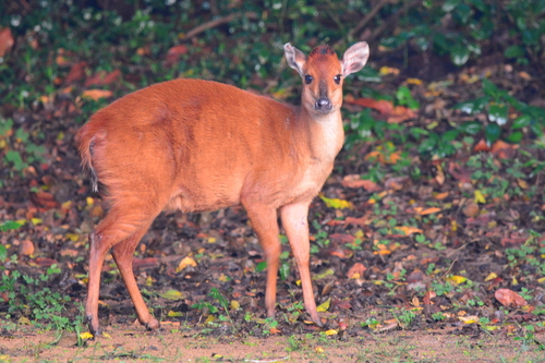 Red-flanked duiker (Cephalophus rufilatus) - Quick facts