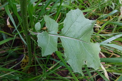 Rhamphospermum arvense