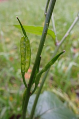 Rhamphospermum arvense