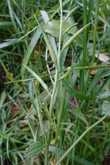 Rhamphospermum arvense