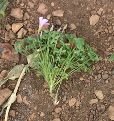 Oxalis bifida