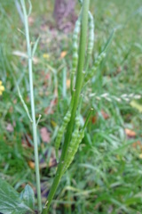 Rhamphospermum arvense