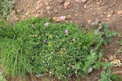 Oxalis bifida