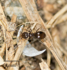 Brachymyrmex patagonicus
