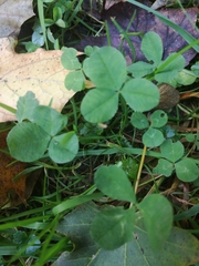 Trifolium repens