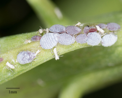 Neophyllaphis varicolor