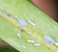 Neophyllaphis varicolor