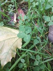 Trifolium repens