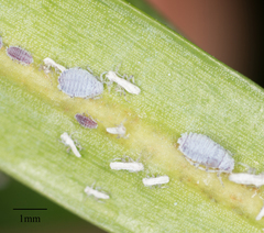 Neophyllaphis varicolor