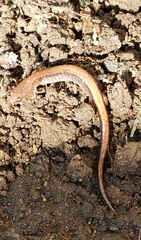 Plethodon cinereus