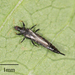 Tube-tailed Thrips - Photo no rights reserved, uploaded by Jesse Rorabaugh