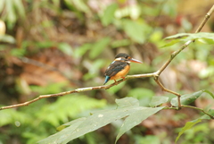 Alcedo peninsulae