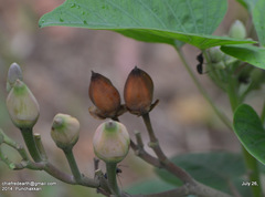 Ipomoea carnea