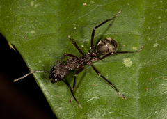 Dolichoderus decollatus
