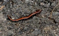 Plethodon cinereus