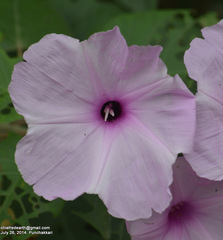Ipomoea carnea