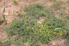 Indigofera complanata