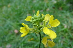 Rhamphospermum arvense