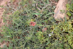 Indigofera complanata