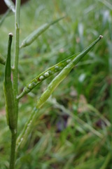 Rhamphospermum arvense