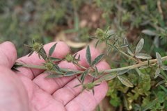 Indigofera complanata