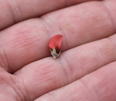 Indigofera complanata
