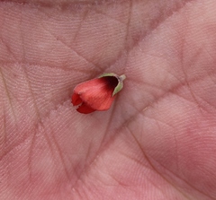 Indigofera complanata