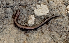 Plethodon cinereus