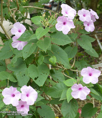 Ipomoea carnea