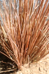 Carex buchananii