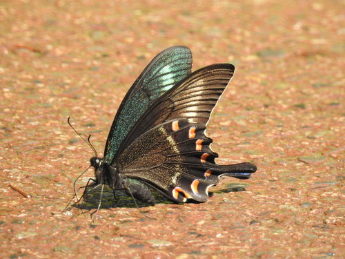 Alpine Black Swallowtail