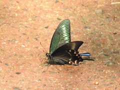 Papilio maackii