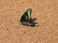 Papilio maackii