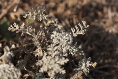 Artemisia fragrans, photograph (c) Вячеслав Юсупов, some rights reserved (CC BY)