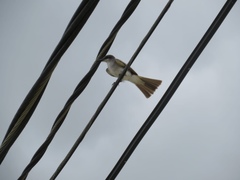 Tyrannus dominicensis