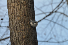 Sitta europaea asiatica