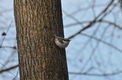 Sitta europaea asiatica