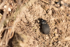Licinus