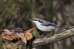 Sitta europaea asiatica