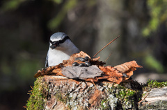 Sitta europaea asiatica