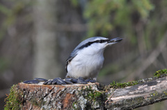 Sitta europaea asiatica